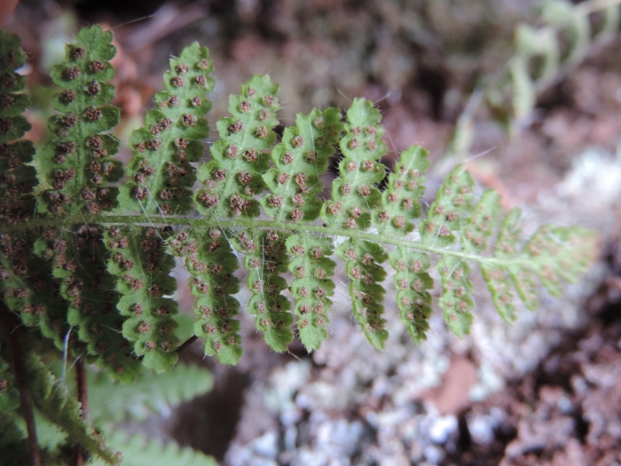 Woodsia montevidensis