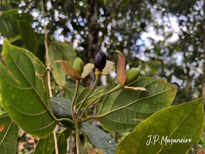 Mendoncia puberula