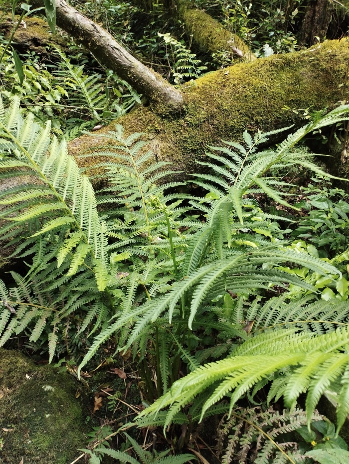 Amauropelta decurtata