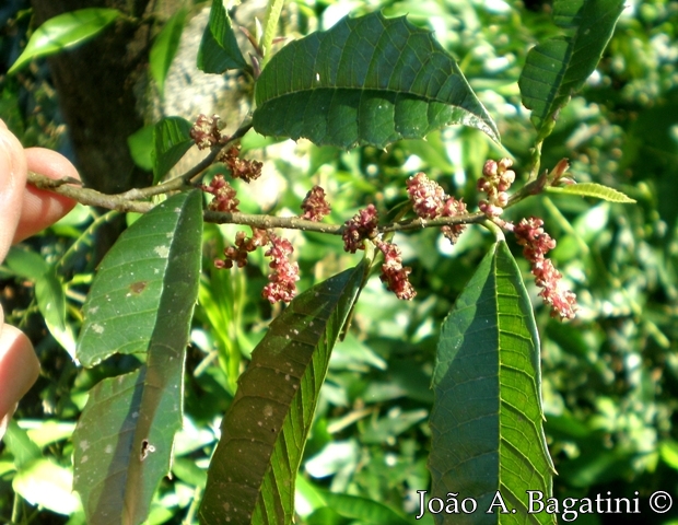 Sorocea bonplandii