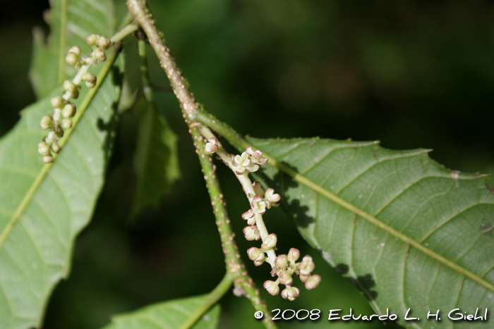 Sorocea bonplandii