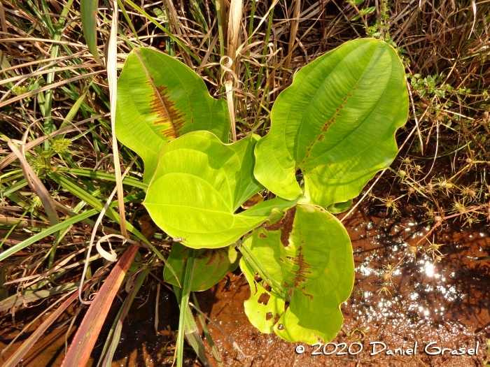 Echinodorus grandiflorus