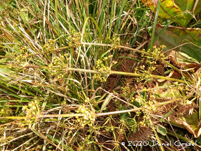 Echinodorus grandiflorus