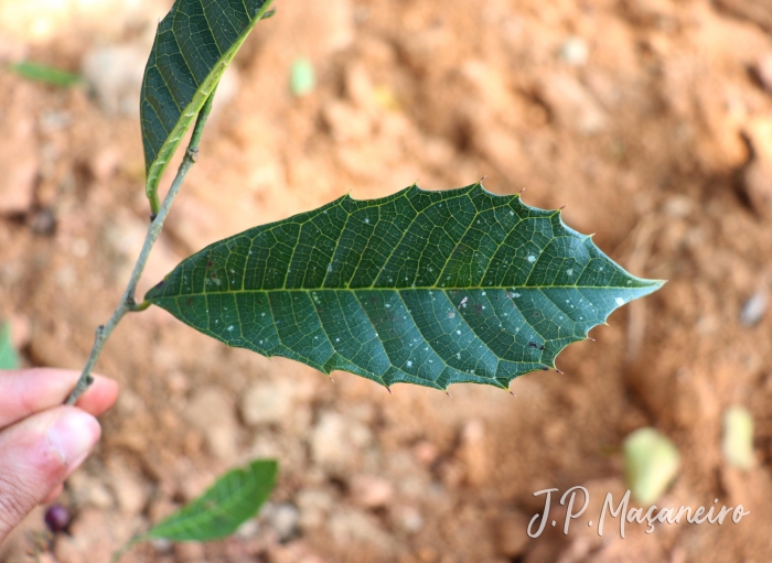 Sorocea bonplandii