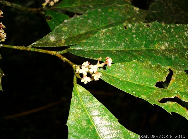 Sorocea bonplandii