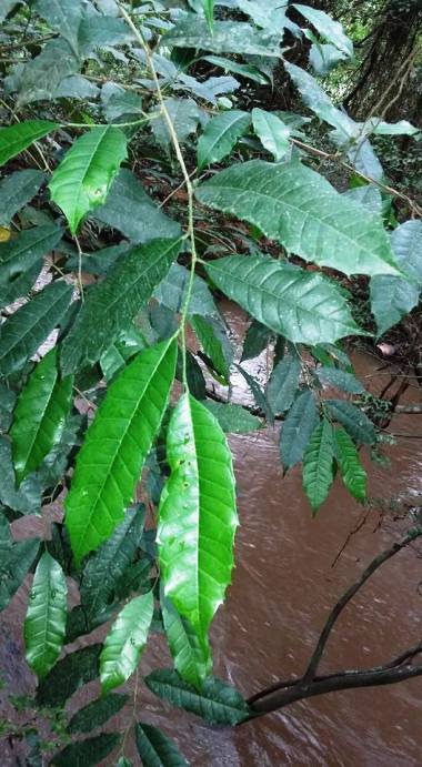 Sorocea bonplandii