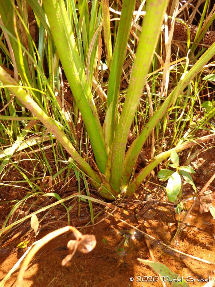 Echinodorus grandiflorus