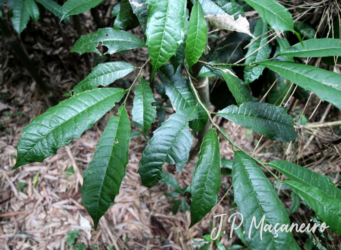 Sorocea bonplandii