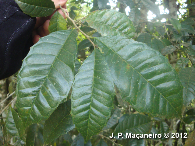 Sorocea bonplandii