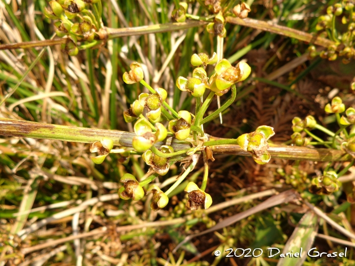 Echinodorus grandiflorus