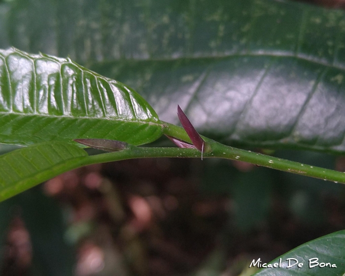 Sorocea bonplandii