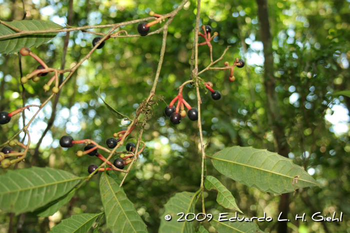 Sorocea bonplandii