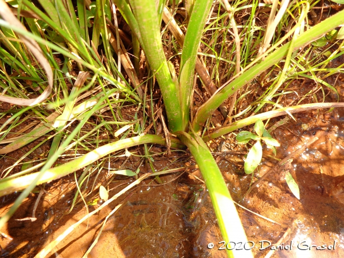 Echinodorus grandiflorus