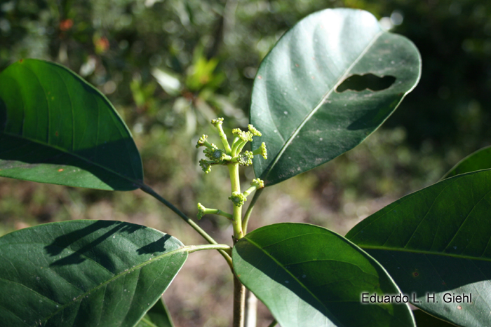 Dendropanax cuneatus