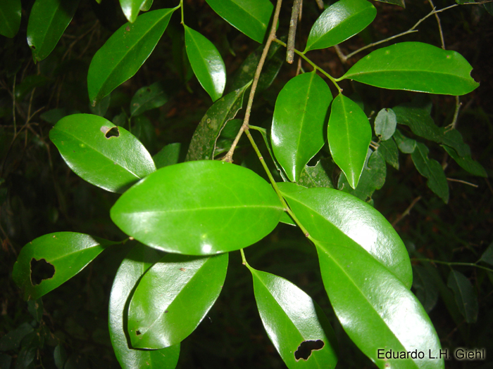 Cinnamodendron dinisii