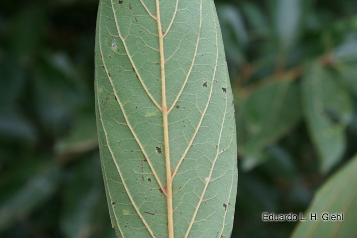 Nectandra lanceolata