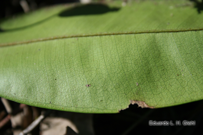 Marlierea eugeniopsoides