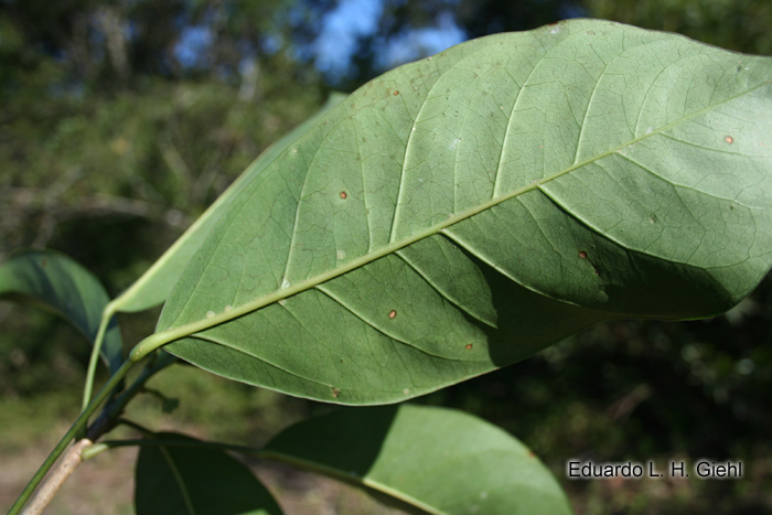 Dendropanax cuneatus