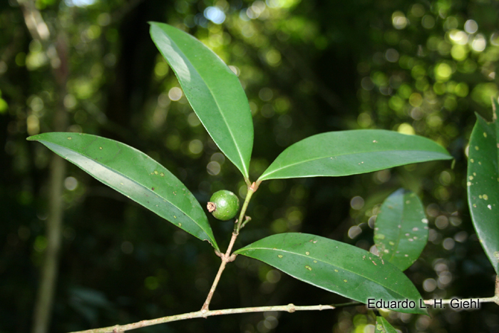 Marlierea eugeniopsoides