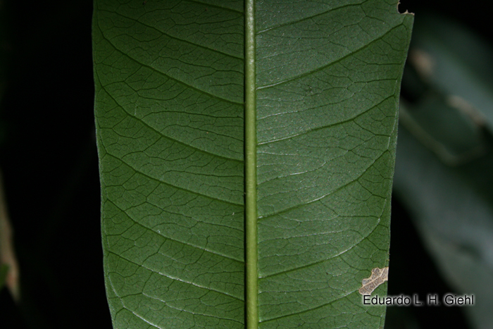 Chrysophyllum gonocarpum