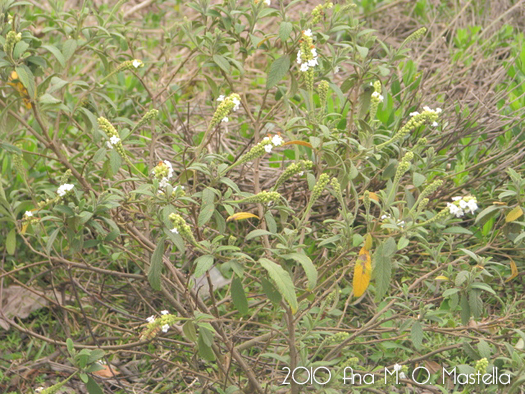 Varronia curassavica