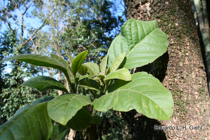 Pisonia zapallo