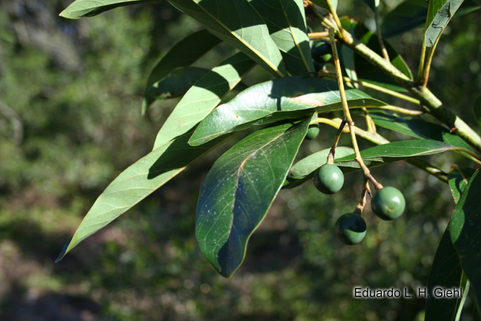 Persea venosa