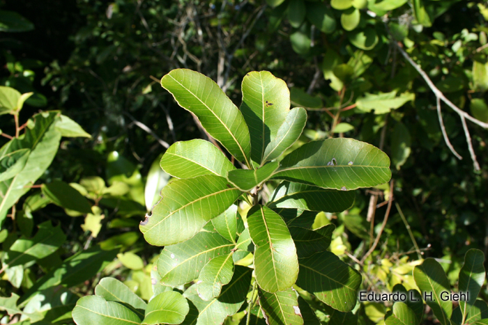 Lithraea brasiliensis