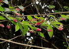 <i>Mendoncia velloziana</i> (Mart.) Nees [Acanthaceae]
