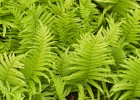 <i>Cyclosorus interruptus</i> (Willd.) H. Ito [Thelypteridaceae]