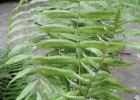<i>Goniopteris riograndensis</i> (Lindm.) Ching [Thelypteridaceae]