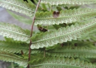 <i>Goniopteris riograndensis</i> (Lindm.) Ching [Thelypteridaceae]
