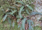 <i>Blechnum asplenioides</i> Sw. [Blechnaceae]