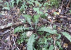 <i>Austroblechnum squamipes</i> (Hieron.) Gasper & V.A.O. Dittrich [Blechnaceae]
