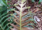 <i>Neoblechnum brasiliense</i> (Desv.) Gasper & V.A.O. Dittrich [Blechnaceae]