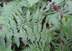 <i>Cystopteris diaphana</i> (Bory) Blasdell [Cystopteridaceae]
