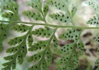 <i>Cystopteris diaphana</i> (Bory) Blasdell [Cystopteridaceae]