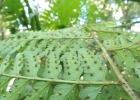 <i>Mucura tamandarei</i> (Rosenst.) N.T.L. Pena & Schwartsb. [Dennstaedtiaceae]
