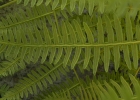 <i>Pteridium esculentum</i> (G. Forst.) Cockayne [Dennstaedtiaceae]