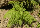 <i>Pteridium esculentum</i> (G. Forst.) Cockayne [Dennstaedtiaceae]