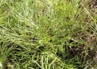 <i>Diphasiastrum thyoides</i> (Willd.) Holub [Lycopodiaceae]