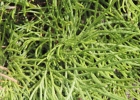 <i>Diphasiastrum thyoides</i> (Willd.) Holub [Lycopodiaceae]