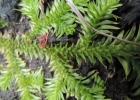 <i>Lycopodiella tupiana</i> (B.Øllg. & P.G.Windisch) B.Øllg. [Lycopodiaceae]