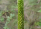 <i>Lycopodiella tupiana</i> (B.Øllg. & P.G.Windisch) B.Øllg. [Lycopodiaceae]