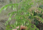 <i>Palhinhaea cernua</i> (L.) Franco & Vasc. [Lycopodiaceae]