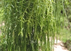 <i>Phlegmariurus biformis</i> (Hook.) B.Øllg. [Lycopodiaceae]