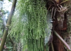 <i>Phlegmariurus biformis</i> (Hook.) B.Øllg. [Lycopodiaceae]