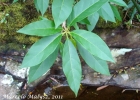 <i>Dyssochroma longipes</i> Miers [Solanaceae]