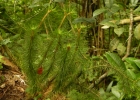 <i>Phlegmariurus mandiocanus</i> (Raddi) B.Øllg. [Lycopodiaceae]