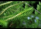 <i>Phlegmariurus reflexus</i> (Lam.) B.Øllg. [Lycopodiaceae]